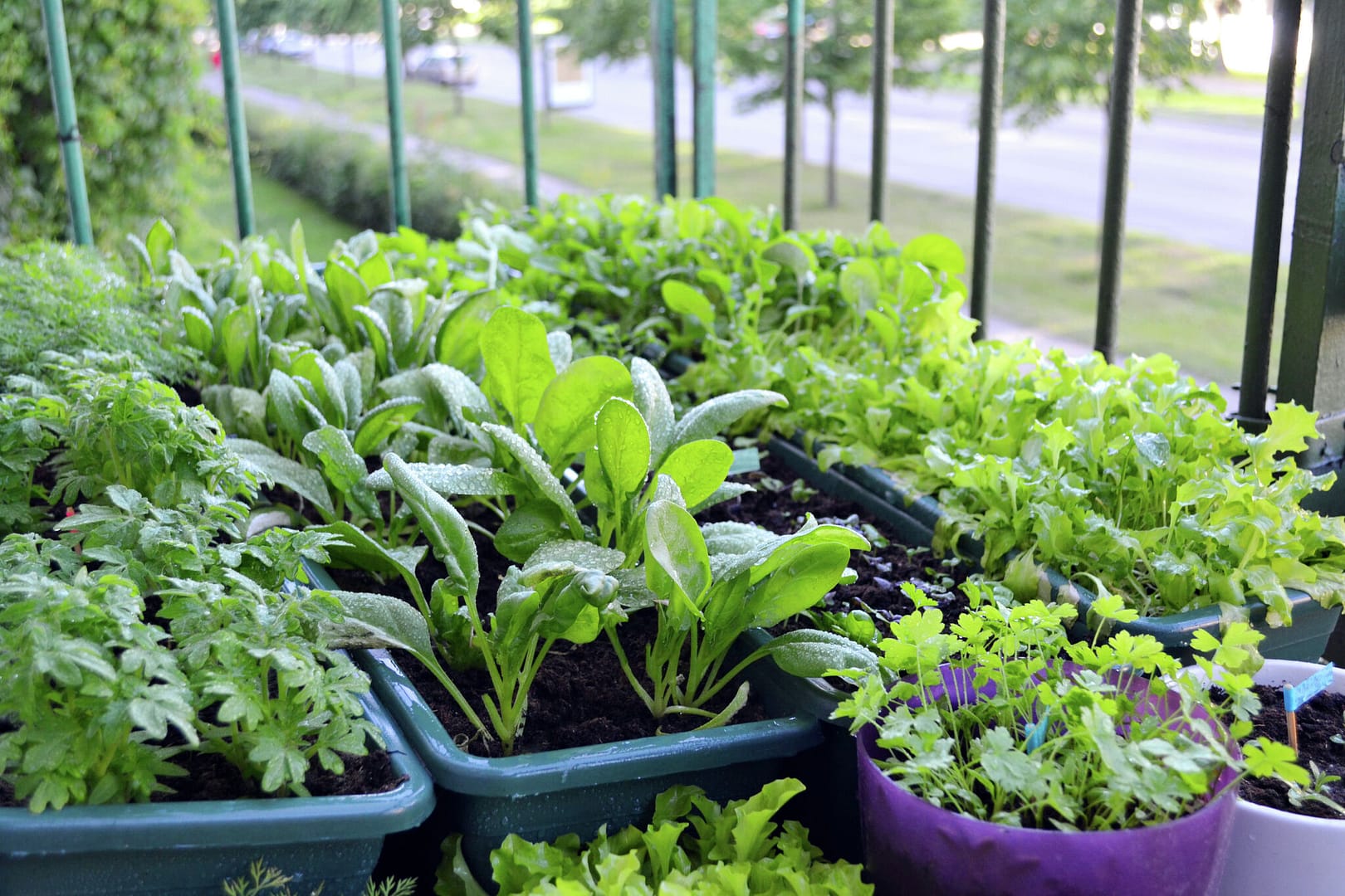 Beginner's Guide to Thriving Container Gardening