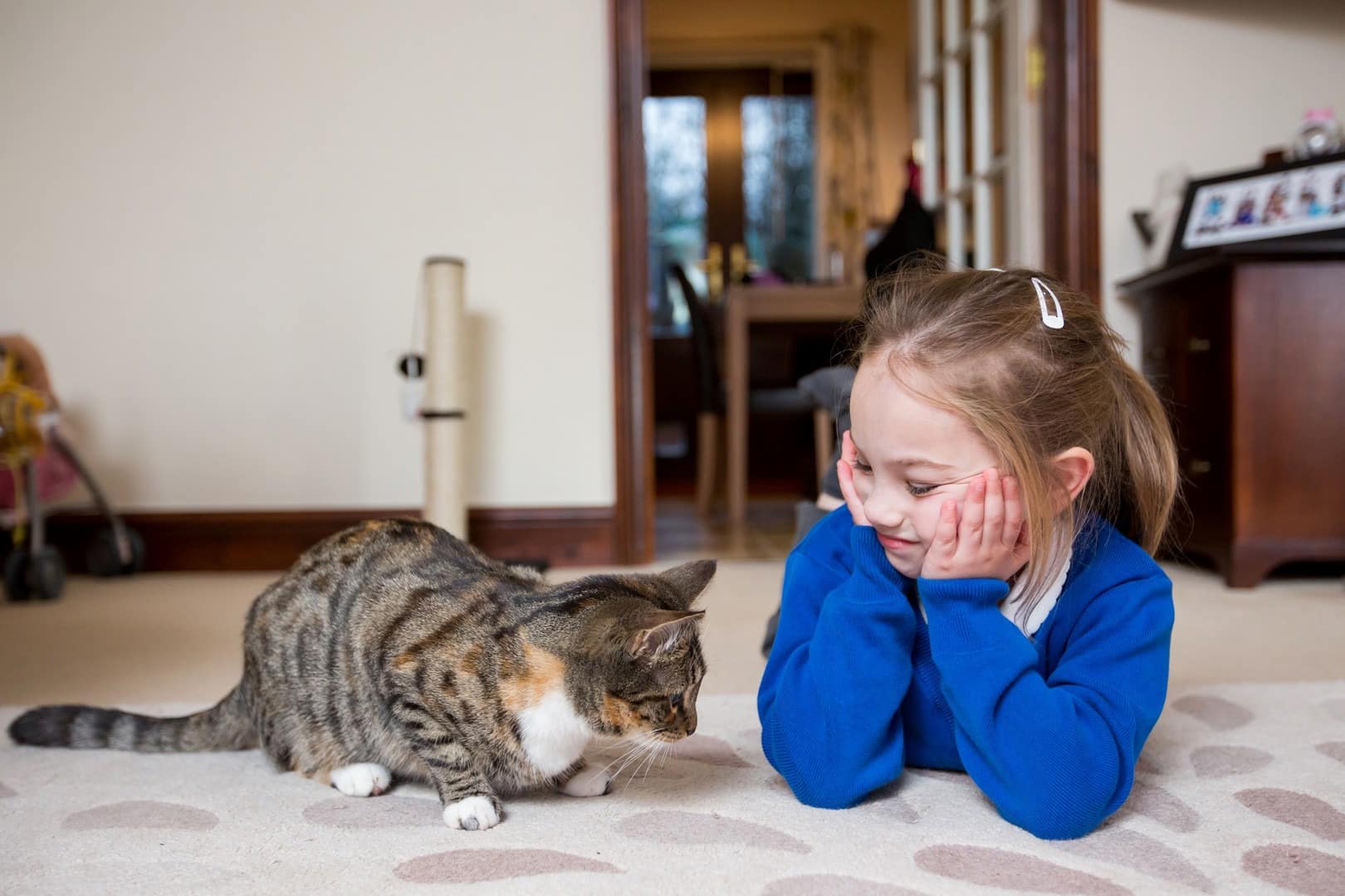 Top 10 Cat Breeds for Families