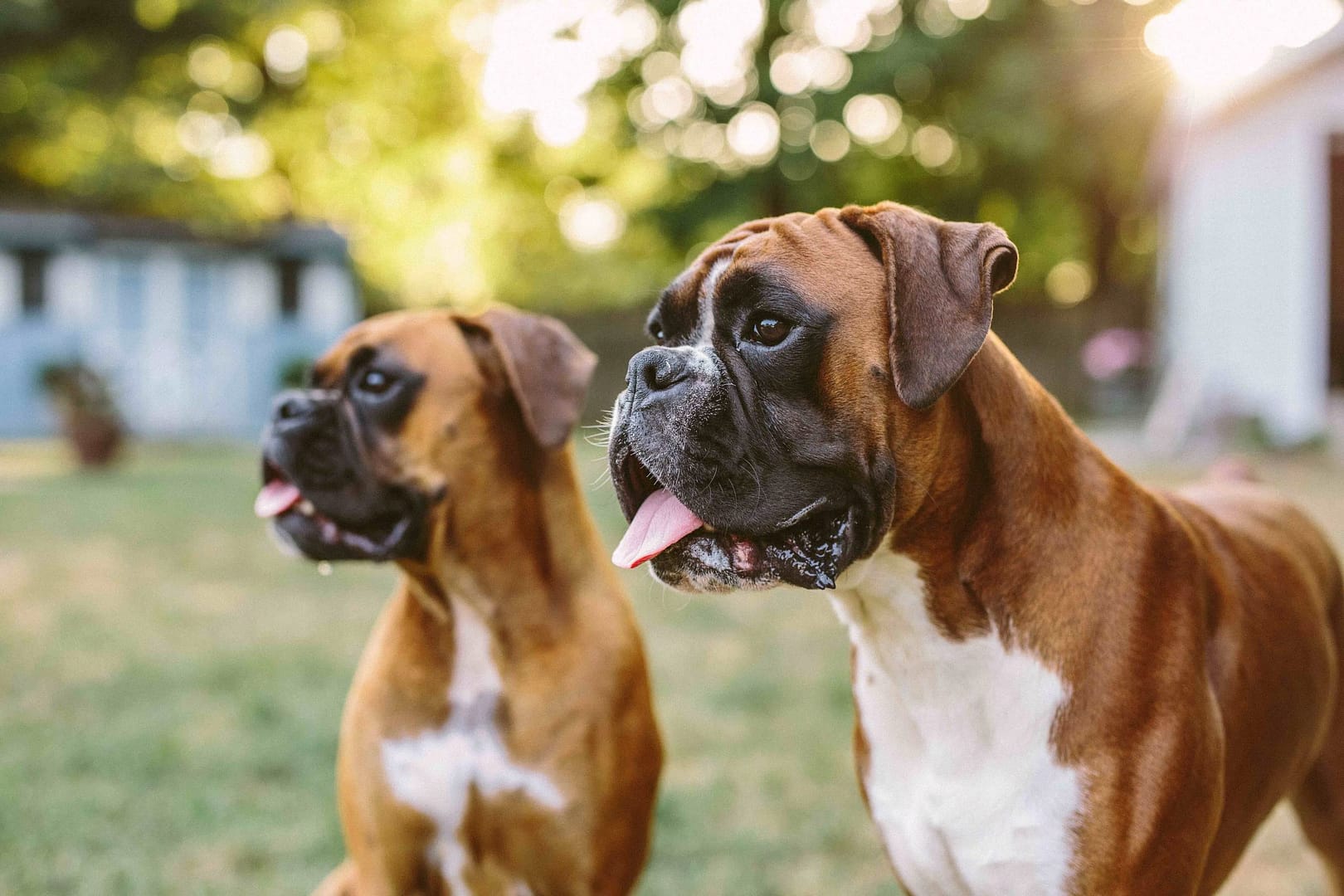 Boxer: Energetic Companions for Active Families 1 Boxer: Energetic Companions for Active Families