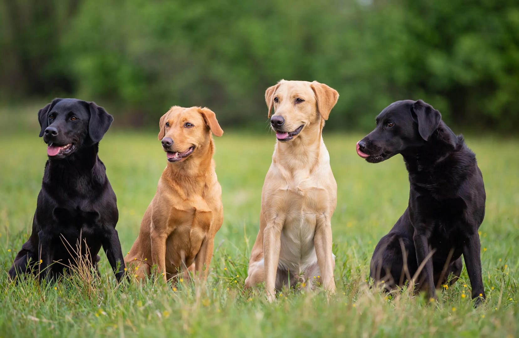 Labrador Retriever: Unmatched Loyalty