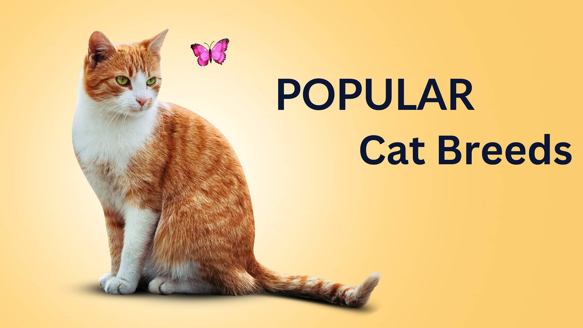 Popular Cat Breeds: The Definitive Guide