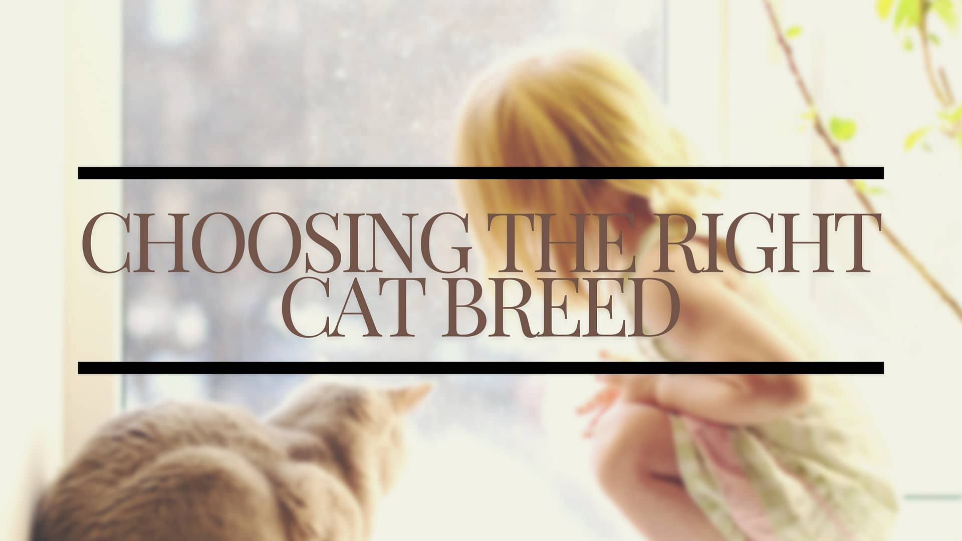 Choosing the Right Cat Breed for Your Lifestyle 1 Choosing the Right Cat Breed