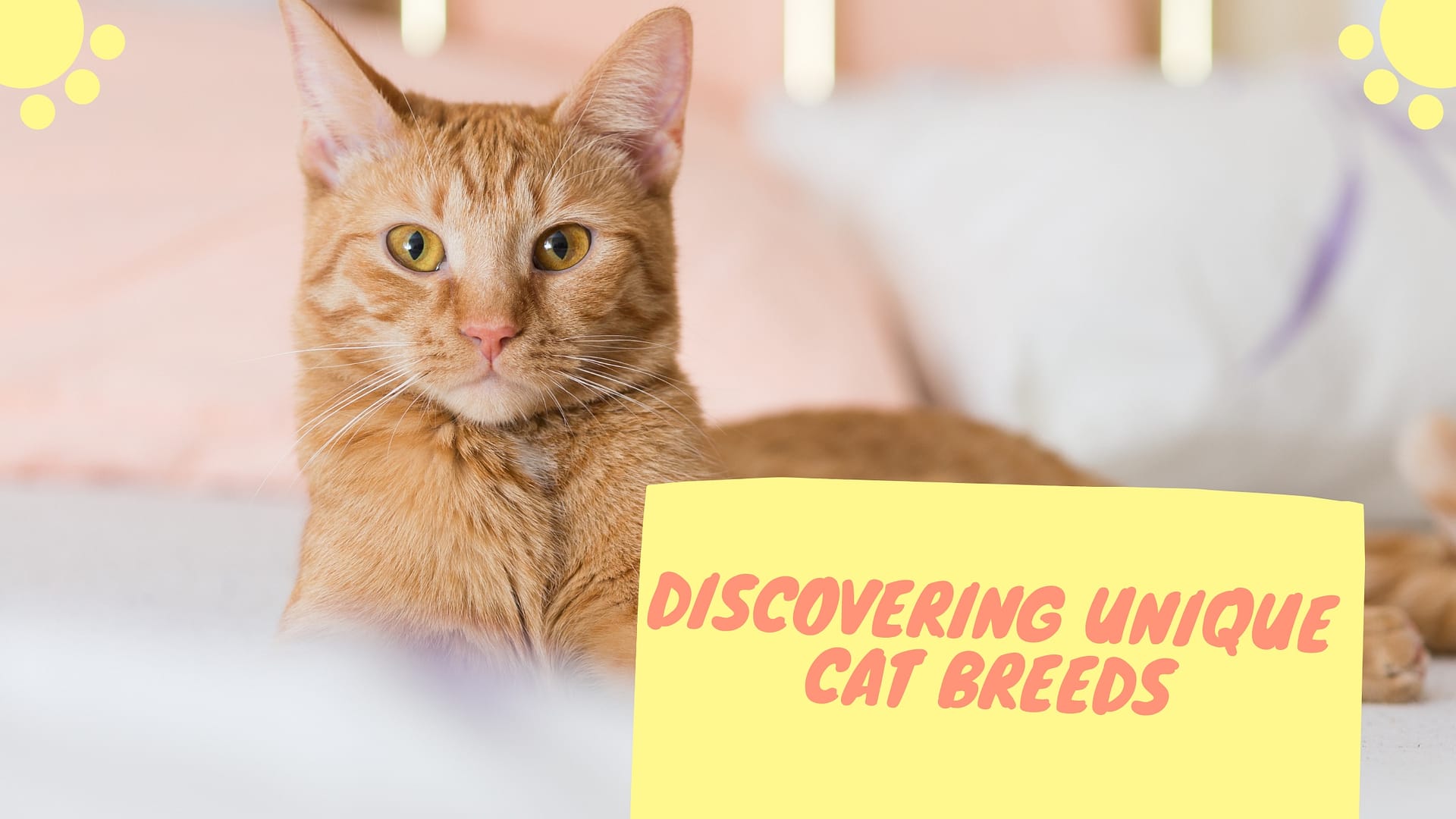 Discovering Unique Cat Breeds