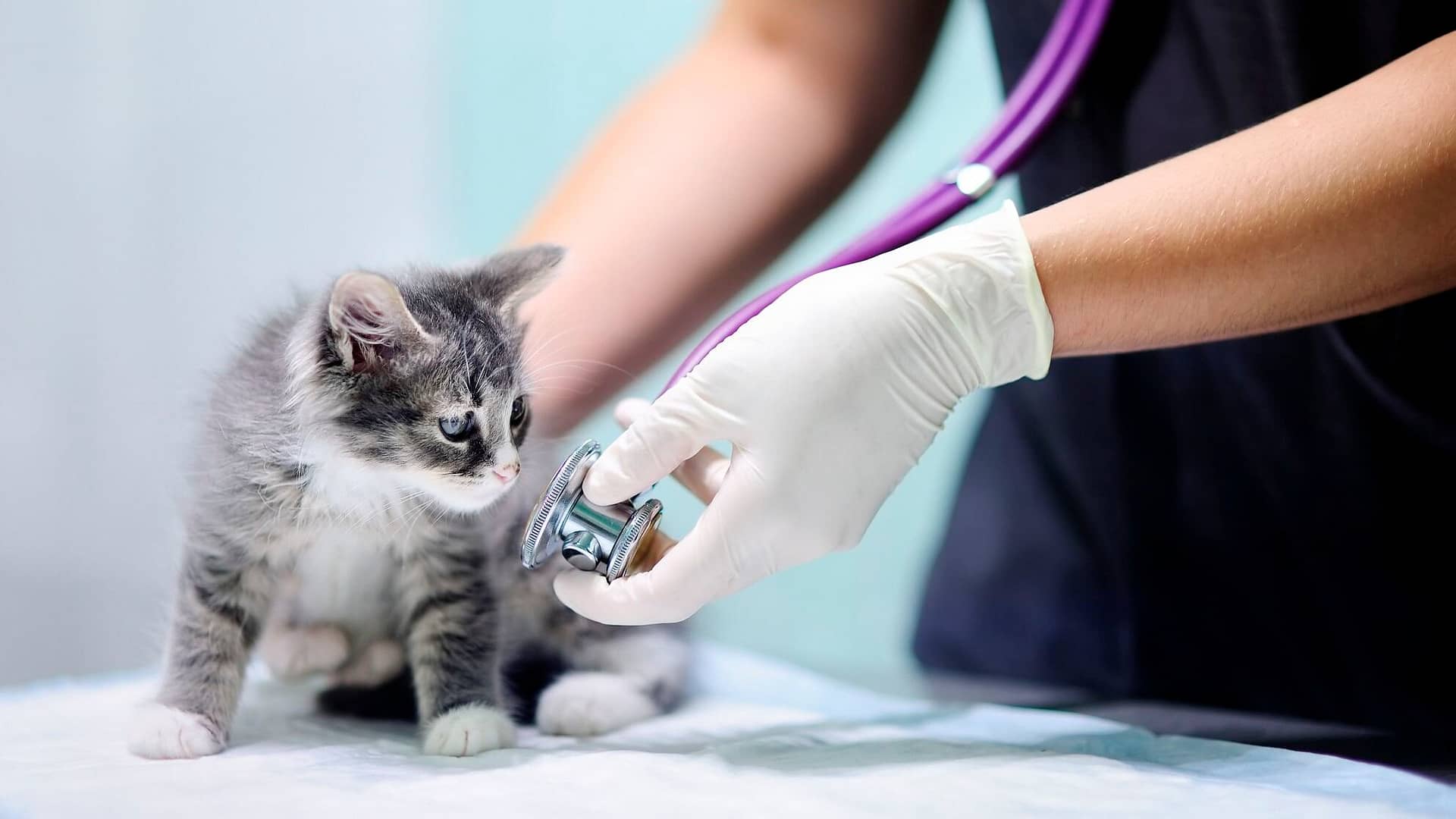 Kitten Health Care: Vet Visits, Vaccinations, and More 1 Kitten Health Care Vet Visits Vaccinations and More