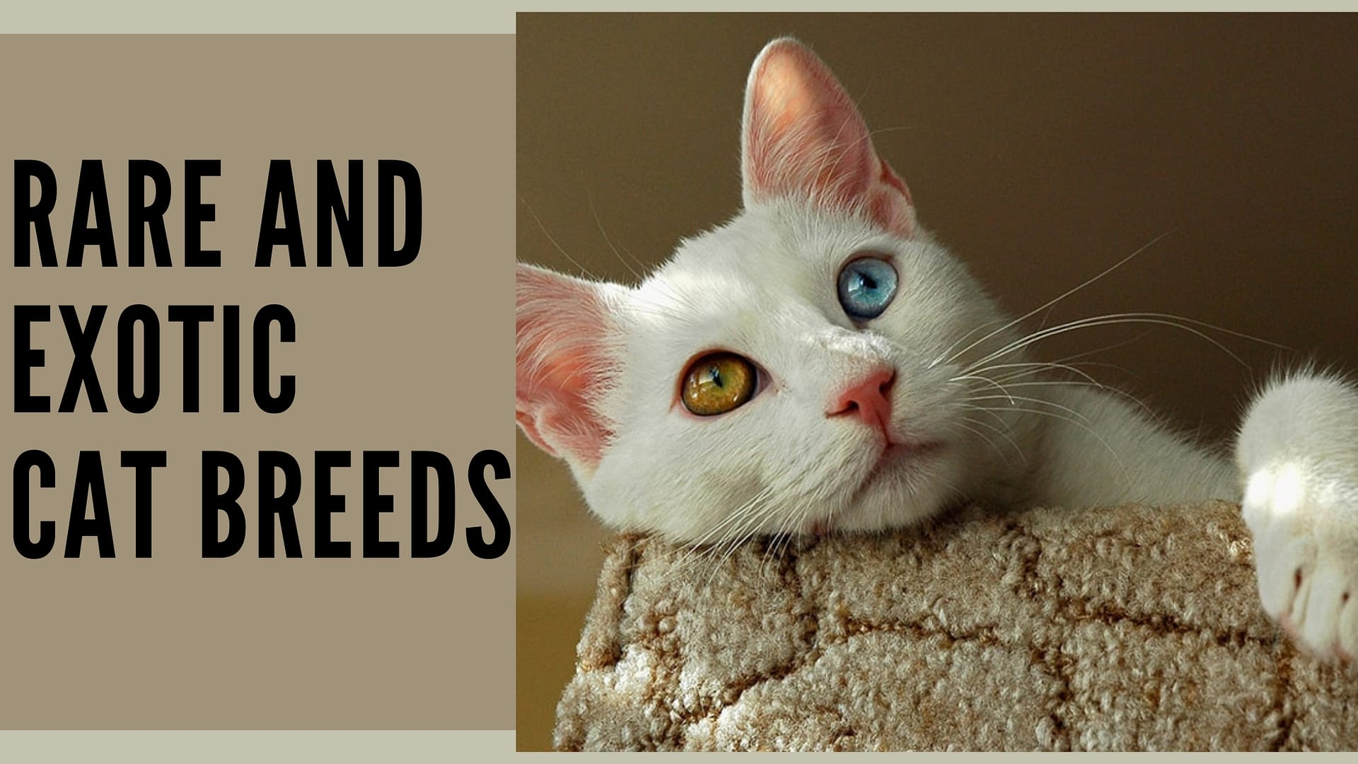 Rare and Exotic Cat Breeds You Should Know About