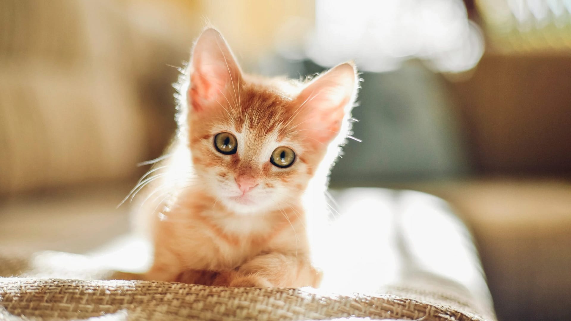 Top Tips for Raising a Happy Kitten