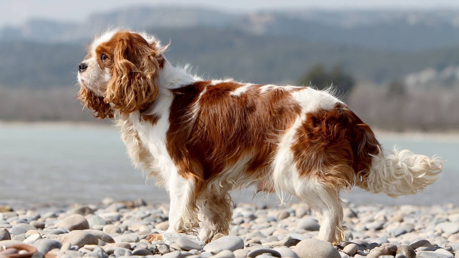 Cavalier King Charles Spaniel: A Royal Family Pet