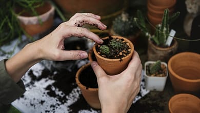 Top Tips for Container Gardening Success