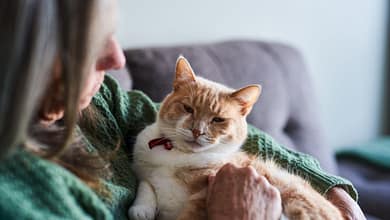 Cat Breeds That Are Perfect for Apartment Living