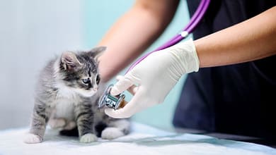 Kitten Health Care Vet Visits Vaccinations and More