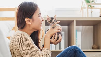 Perfect Home for Your Kitten