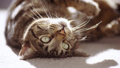 The Personality Traits of Different Cat Breeds