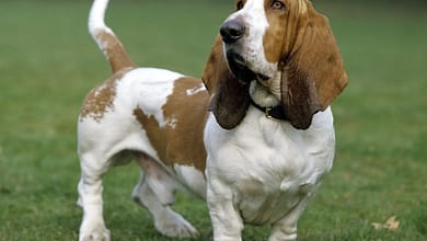 Basset Hound: A Lovable Low-Maintenance Companion