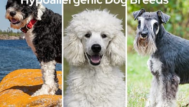 Hypoallergenic Dog Breeds