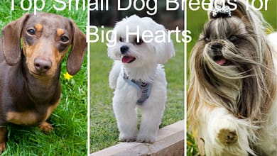 Top Small Dog Breeds for Big Hearts: Small Yet Mighty