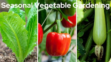 Seasonal Vegetable Gardening: What to Plant and When