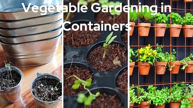 Vegetable Gardening in Containers: A Practical Guide