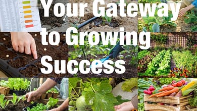 Vegetable Gardening 101 Your Gateway to Growing Success