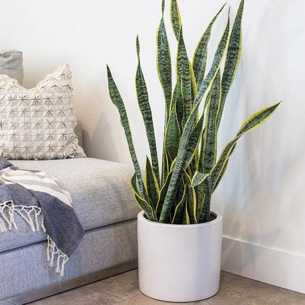 The Best Plants for Indoor Gardening Beginners 2