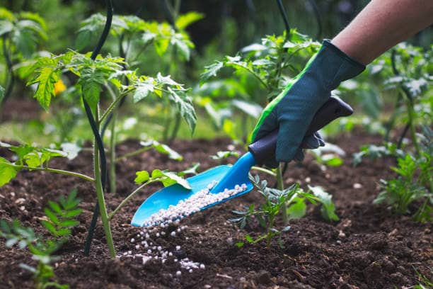 garden fertilizer