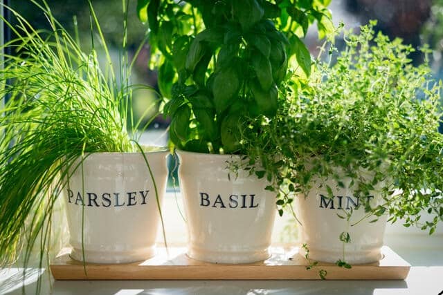Year-Round Container Gardening: What to Plant and When 2