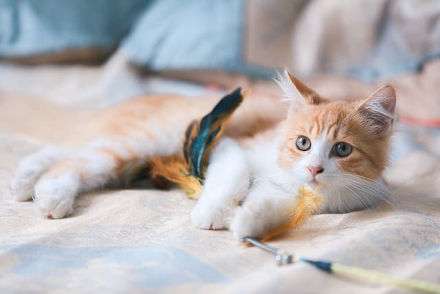 Common Mistakes to Avoid When Caring for Your Kitten