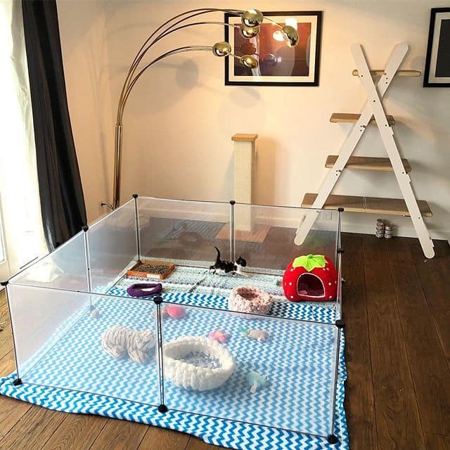 How to Create the Perfect Home for Your Kitten 2