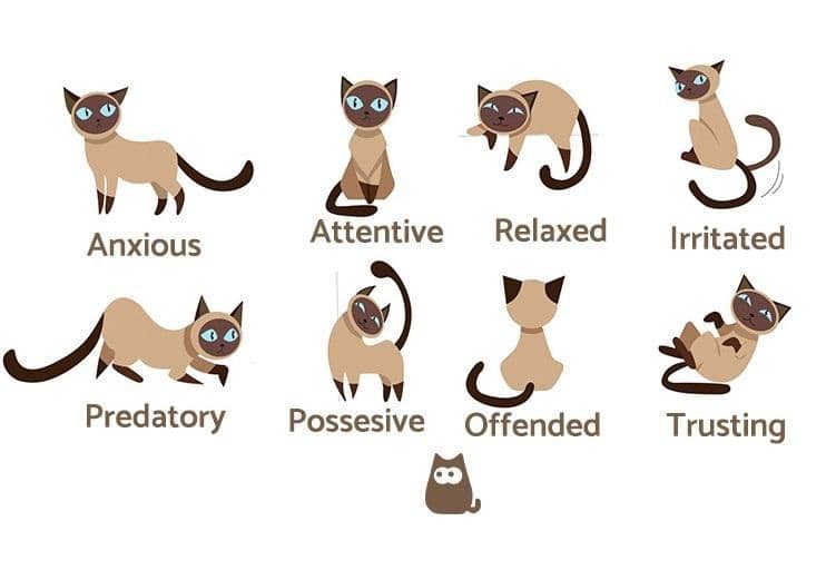 Understanding Your Kitten’s Behavior and Needs: A Guide to Healthy Bonding 2