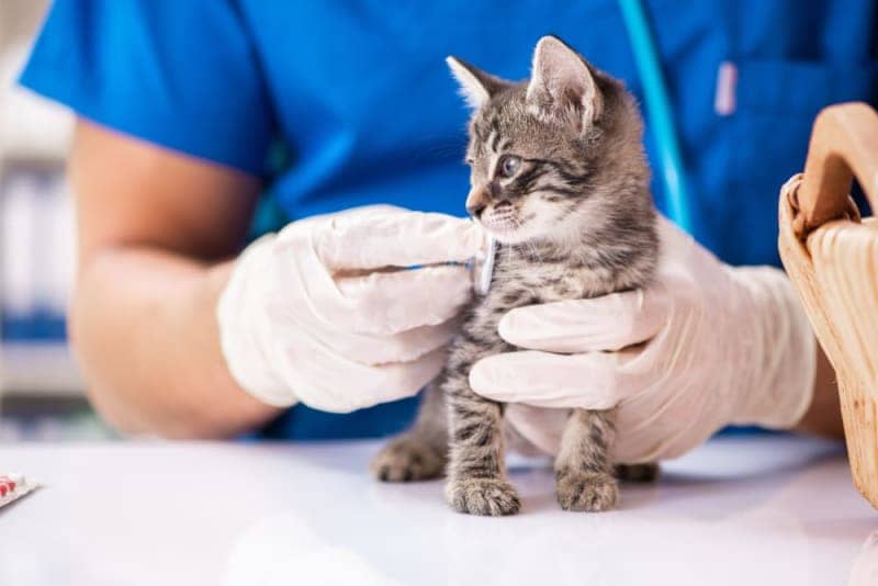 Kitten Health Care: Vet Visits, Vaccinations, and More 2