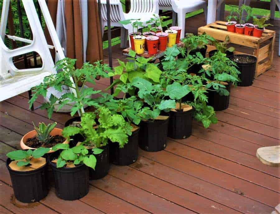 Essential Plants for Your Container Gardening 2